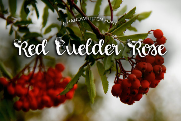 The Red Guelder Rose Font: Elegance in Every Letter